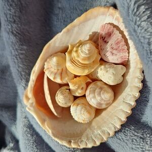 Assorted Natural Seashell Display - Cream & Pink Tones